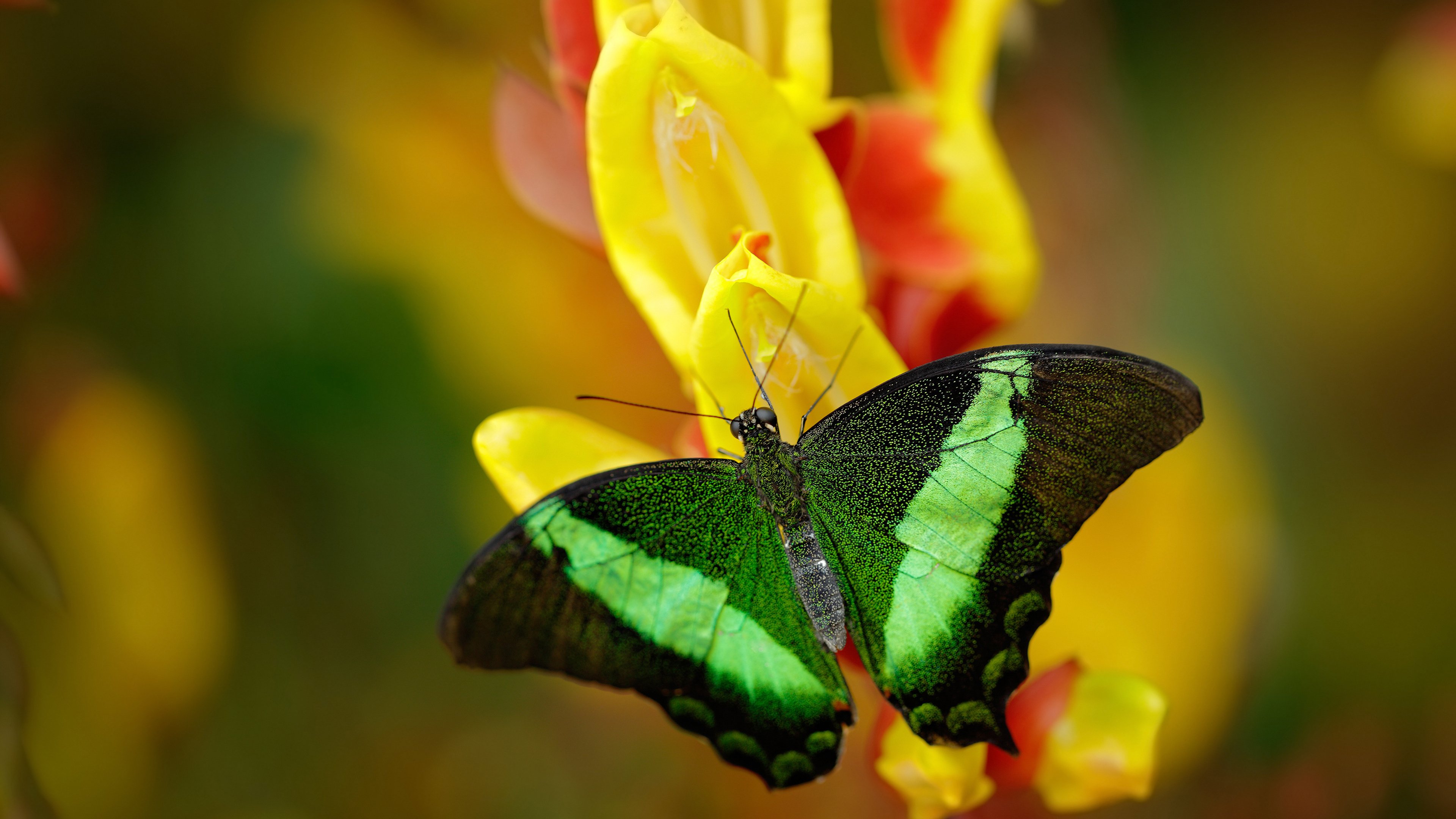 赛场幽灵觉醒，帕尔默的年度焦点之战，一夜间完成从背景到主宰的致命蜕化