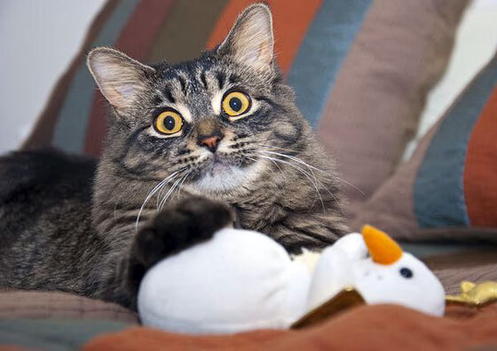 南美烈焰对北非刀锋，迪马利亚生涯之夜背后的足球地缘密码