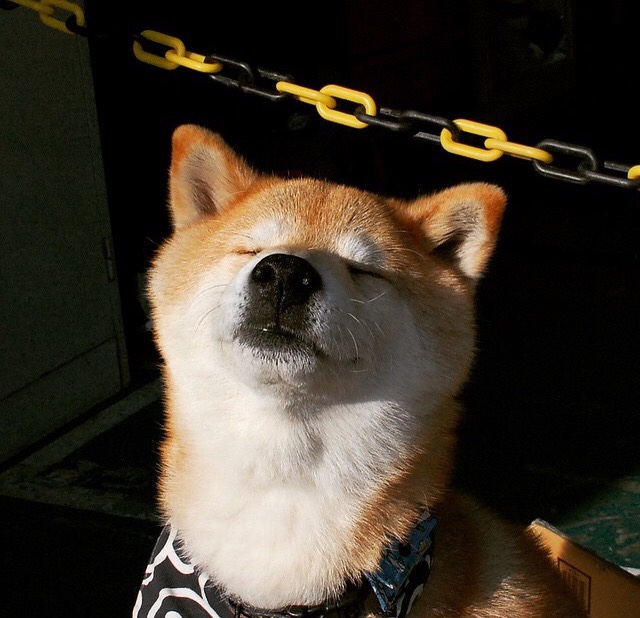 布伦森,攻防转换发动机,奇才体系在他面前崩塌