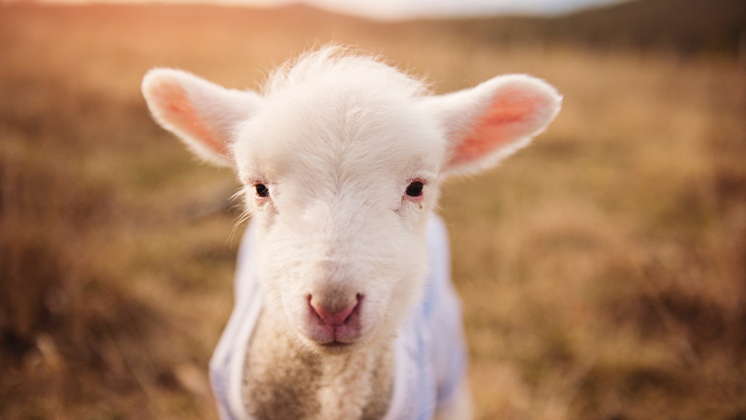 开云sport-戈麦斯永动机，当智利矿工精神在伯纳乌粉碎银河战舰