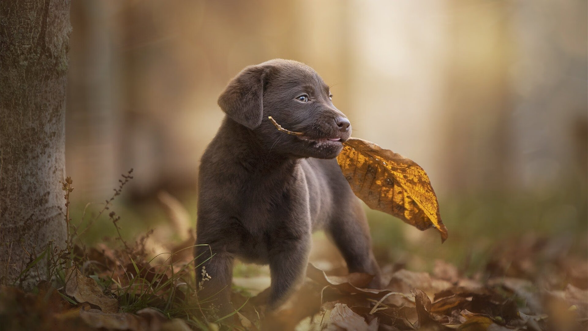 开云体育APP下载-双线托尼，从加拉加斯奇迹到圣城救赎