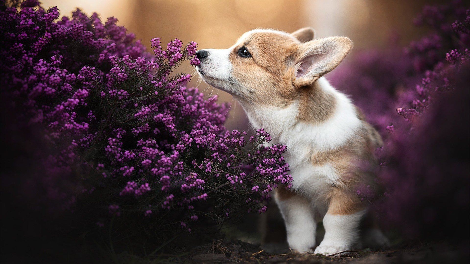 冰岛对阵罗马，寒冰与烈焰间的独舞，迪马利亚的存在感哲学