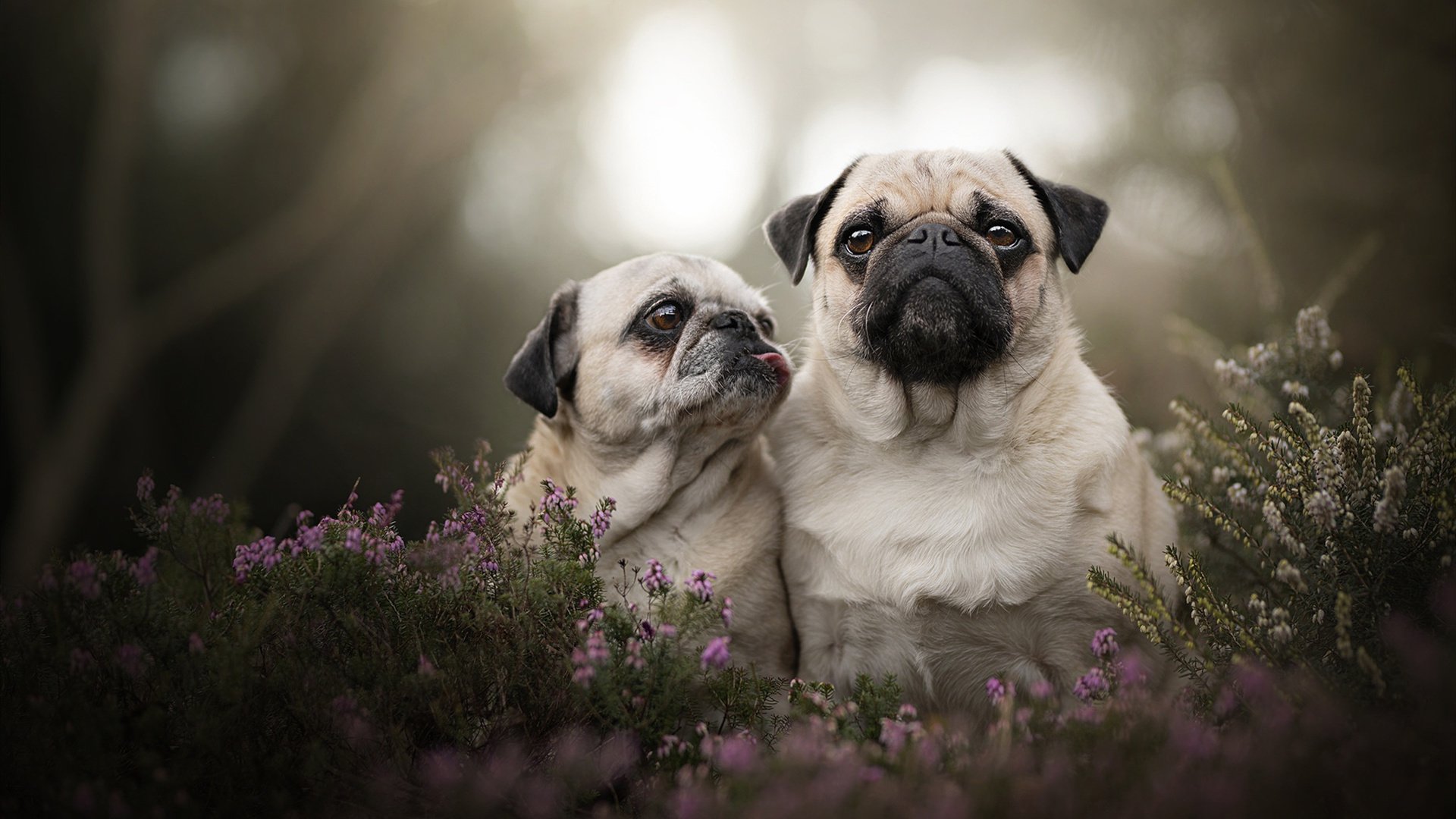 跨界王者的诞生,当活塞粉碎骑士,欧文正在英超接管冠军之战