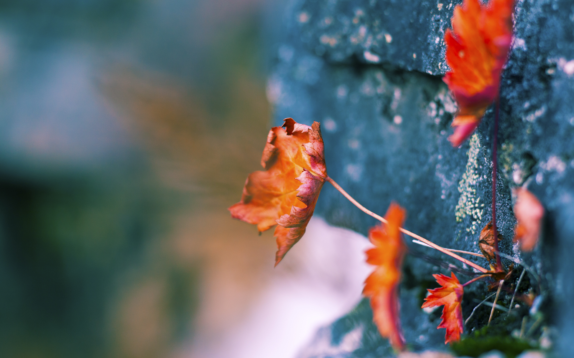 当利刃斩碎钝盾,武切维奇如何用现代中锋的方式击穿灰熊的铁血防线?