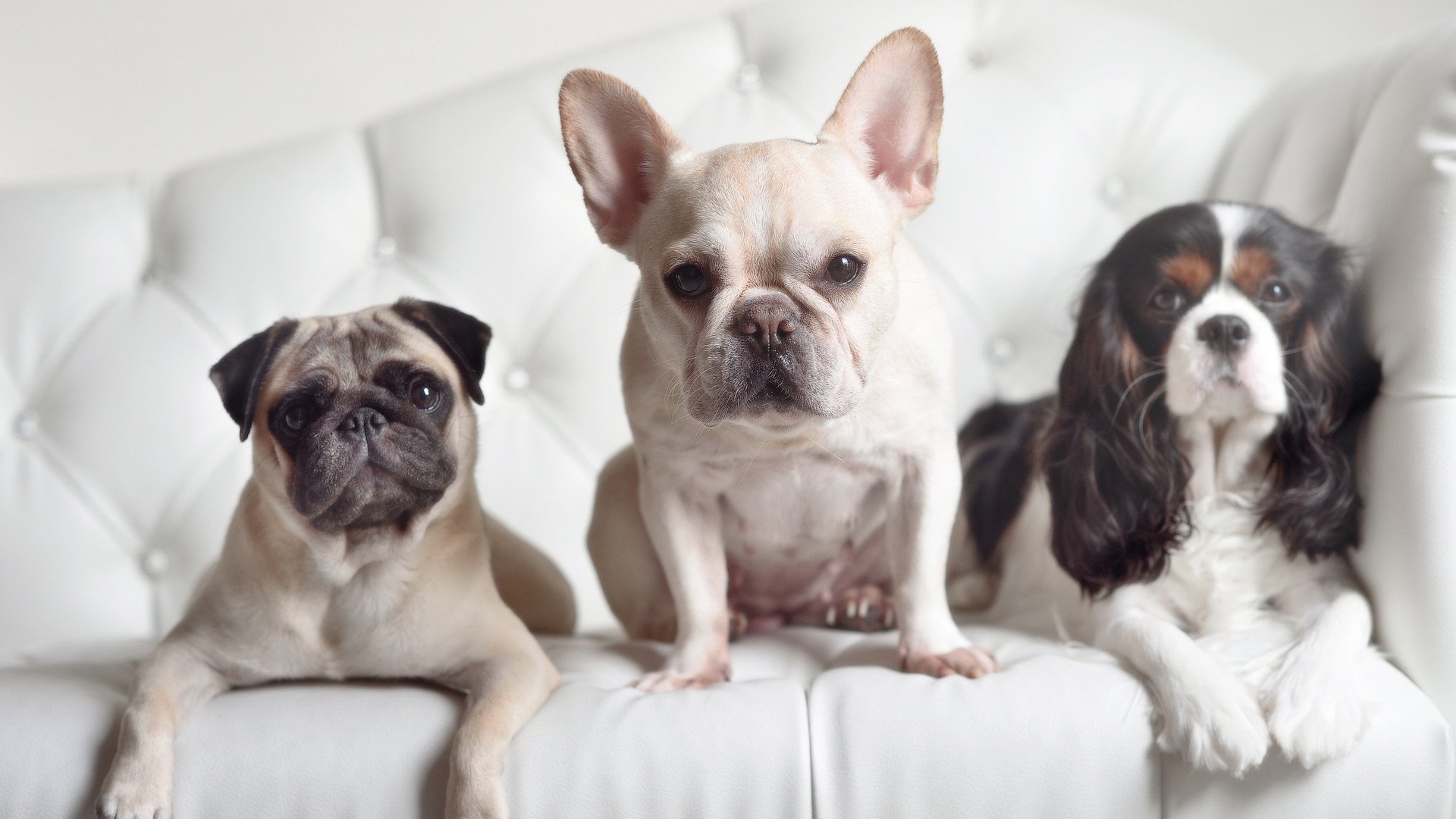 开云体育-逆鳞与巨塔，武切维奇狂澜下的京粤决胜启示录