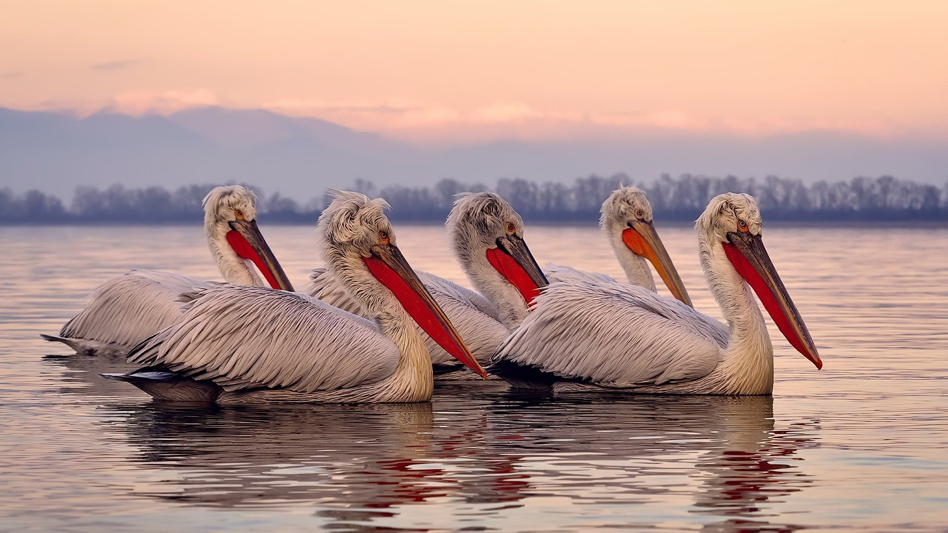 外来者之夜，武切维奇三分雨撕碎灰熊，诠释勇士终极哲学